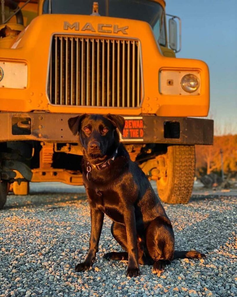 Trucking with Dogs - Truck Parking Club