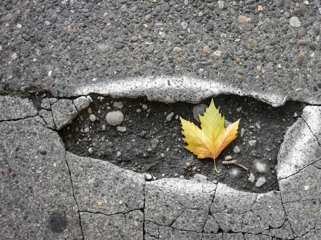 maple leaf in a pothole