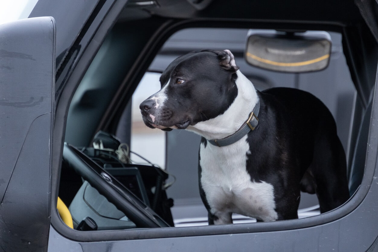 a dog in a truck